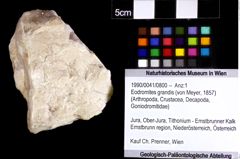 Foto (Objket + Etiketten) von Eodromites grandis (von Meyer, 1857) 